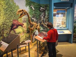 Child reading information in the Paleontology display in the Ancient Basin gallery.